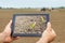 Smart agriculture. Farmer using tablet. Frost damage to plants.