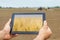 Smart agriculture. Farmer using tablet Wheat planting. Modern Ag