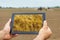 Smart agriculture. Farmer using tablet Wheat planting. Modern Ag