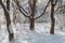 Smart Amur cork trees in the woods