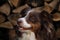 Smart aussie red tricolor with thin white stripe on head. Adult brown Australian Shepherd against background of chopped logs in