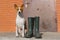 Smart basenji doesn\'t like the idea of being dirty after spring outdoor strolls
