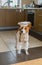 Smart basenji dog is ready to help the master-chef