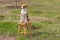 Smart basenji sunbathes sitting on a wicker stool