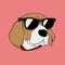 Smart beagle dog wear sunglass