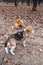 Smart Beagle puppy and obedient young dog breed Shiba for a walk in the city Park