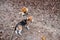 Smart Beagle puppy and obedient young dog breed Shiba for a walk in the city Park