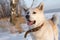 Smart beautiful thoroughbred red dog Japanese Akita Inu in a leather collar is in the winter in the forest among the snow.