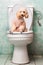 Smart beige poodle dog pooping into toilet bowl