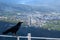 Smart Black Canary Crow or Raven bird, not afraid of people, sitting on beautiful viewpoint on La Palma island, Canary islands,