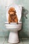 Smart brown poodle dog pooping into toilet bowl