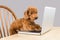 Smart brown poodle dog typing and reading laptop computer on table