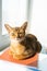 Smart cat lying on notebooks. Red kitten of Abyssinian breed sitting on windowsill near window. Learning funny fur