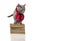 smart cat in a red tie sits on a stack of books on a white background