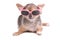 Smart Chihuahua Puppy Wearing Sun Glasses