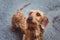 A smart dachshund dog standing on the asphalt