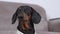 Smart dachshund heard doorbell ring, barked and ran to meet and greet the guests. Naughty dog starts barking because of