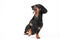 Smart dachshund sits and looks up with raised paw, performs handler command during training and waits for praise on