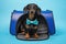 Smart dachshund with turquoise bow tie obediently sits in pet carrier on blue background, studio shot.