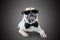 Smart detective cute pug dog with sunglasses and suit Bow Tie.