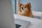 Smart dog of German Spitz follows monitor screen sitting behind tol