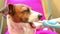Smart dog Jack Russel Terrier brushing teeth using electric toothbrush