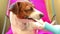 Smart dog Jack Russel Terrier brushing teeth using electric toothbrush