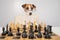 Smart dog jack russell terrier in glasses plays chess on a white background.