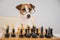 Smart dog jack russell terrier in glasses plays chess on a white background.