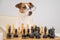 Smart dog jack russell terrier in glasses plays chess on a white background.