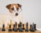 Smart dog jack russell terrier in glasses plays chess on a white background.