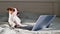 Smart dog jack russell terrier lies on the bed by the laptop.