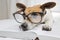 Smart dog reading book