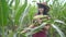 Smart eco harvesting agriculture farming concept . farmer girl plant researcher harvesting corn cobs on the farm