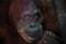 Smart face orangutan close up