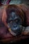 Smart face orangutan close up