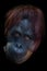 Smart face orangutan close up