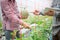 Smart farm, Farmer using tablet computer control agricultural system in green house