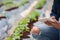 Smart farm, Farmer using tablet computer control agricultural system in greenhouse before harvest