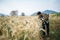 Smart farmer checking barley farm with laptop