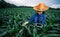 Smart farmer concept, one Asia young girl farmer standing using tablet