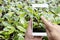 Smart farming agribusiness and technology. Farmer hand using smart phone scanning track application detail of plant growing