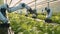 Smart farming agriculture technology robotic arm, Robot farming harvesting agricultural products in greenhouse, Innovative