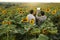 Smart farming. Back view of farmers using digital tablet for take photo, check, examine blooming sunflowers field