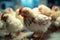 Smart farming brightens animal agriculture with automated feeding, featuring little chickens