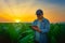 Smart farming concept, farmer using smartphone in tobacco garden with light shines sunset