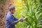 Smart farming, Farmer using digital tablet computer in corn field, cultivated corn plantation before harvesting.