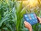 Smart Farming with IoT. Growing Corn Seedlings with Infographics. Smart Farming and Precision Agriculture 4.0, farmer hand holding