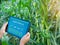 Smart Farming with IoT. Growing Corn Seedlings with Infographics. Smart Farming and Precision Agriculture 4.0, farmer hand holding