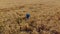 Smart farming - modern farmer working with digital tablet in cereal field. aerial view